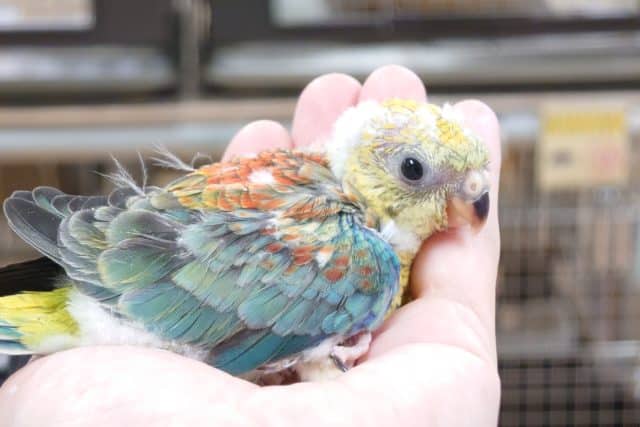 ビセイインコ（美声インコ）