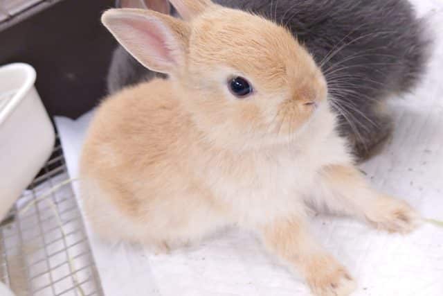 ミニウサギ