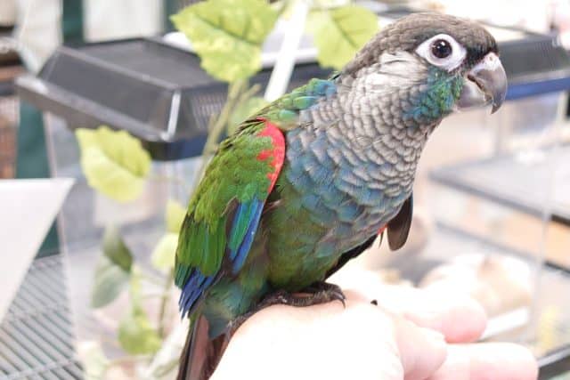 アオシンジュウロコインコ　