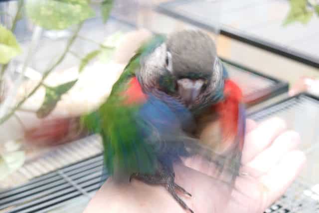 アオシンジュウロコインコ　