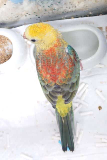 ビセイインコ（美声インコ）