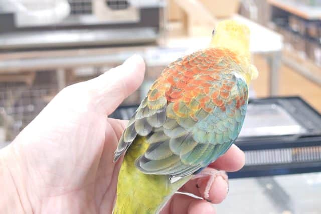 ビセイインコ（美声インコ）