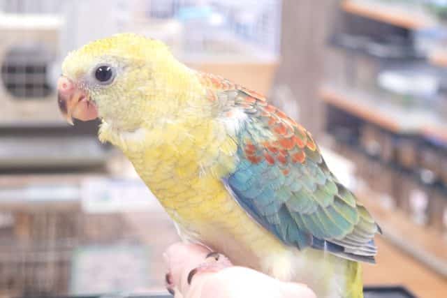 ビセイインコ（美声インコ）