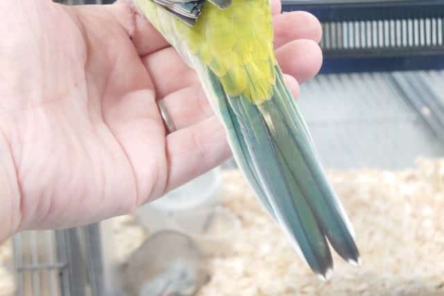 ビセイインコ（美声インコ）