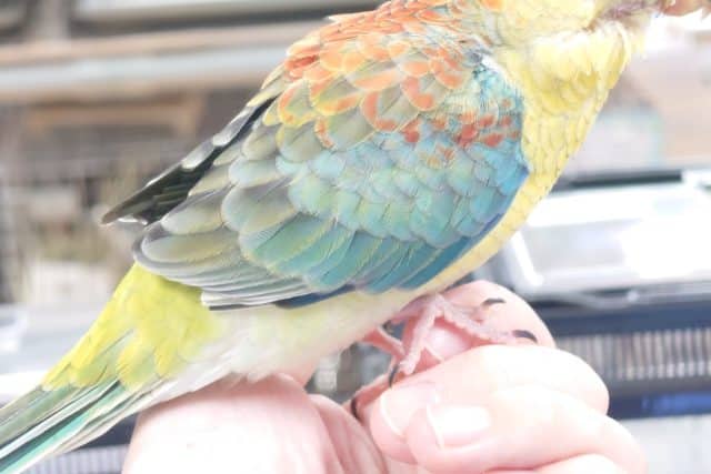 ビセイインコ（美声インコ）