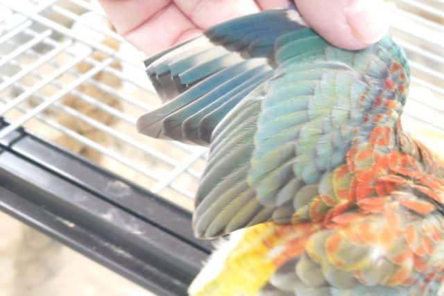 ビセイインコ（美声インコ）