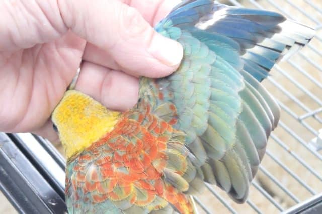 ビセイインコ（美声インコ）