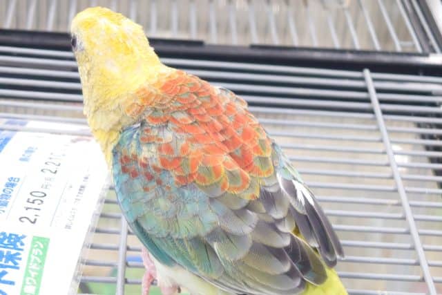 ビセイインコ（美声インコ）