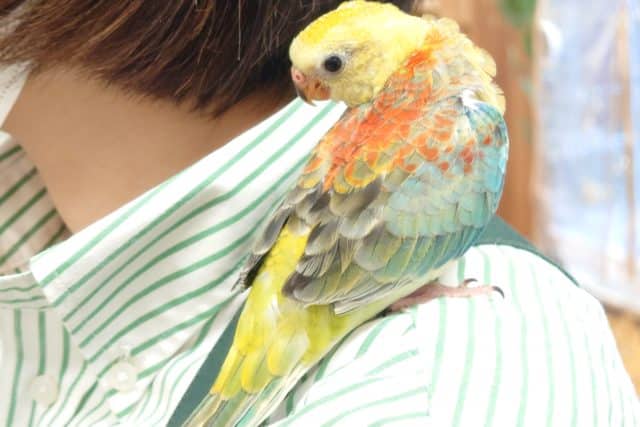 ビセイインコ（美声インコ）