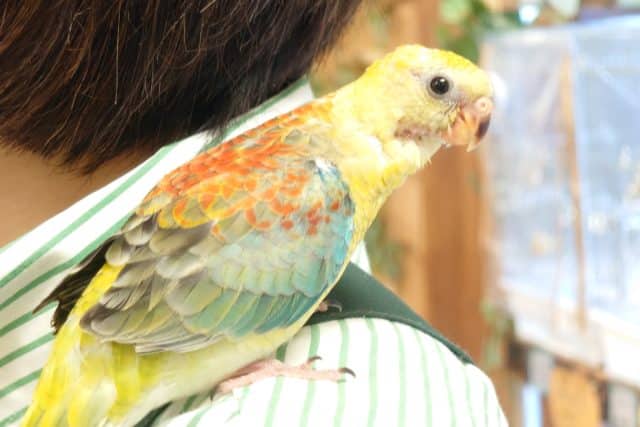 ビセイインコ（美声インコ）