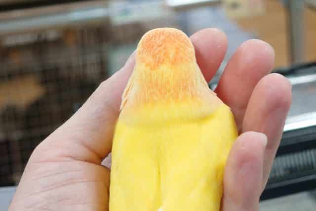 コザクラインコ（小桜インコ）