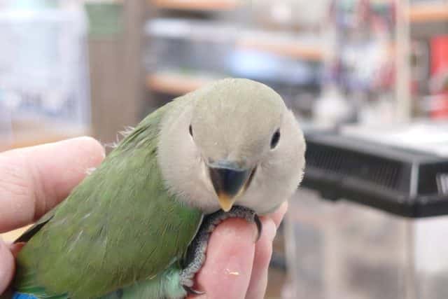 コザクラインコ（小桜インコ）