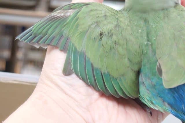 コザクラインコ（小桜インコ）