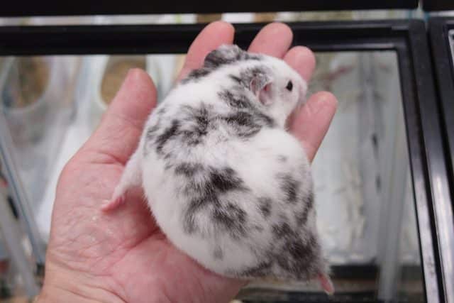 ゴールデンハムスター