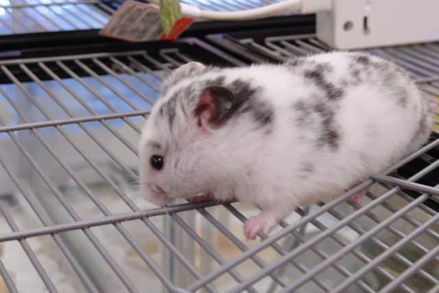 ゴールデンハムスター