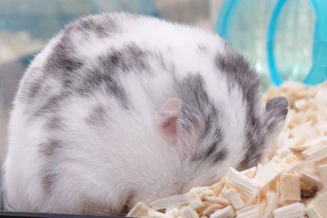 ゴールデンハムスター