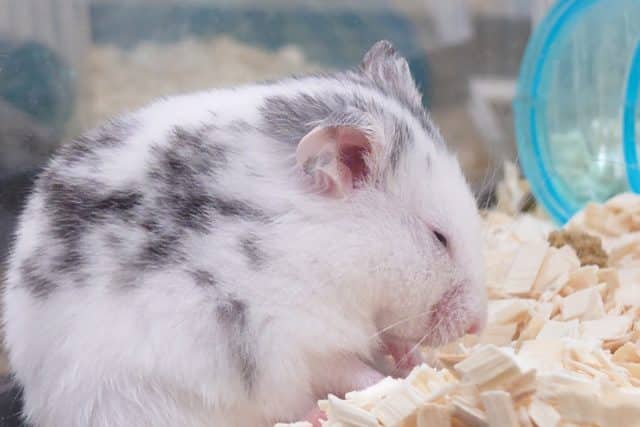 ゴールデンハムスター