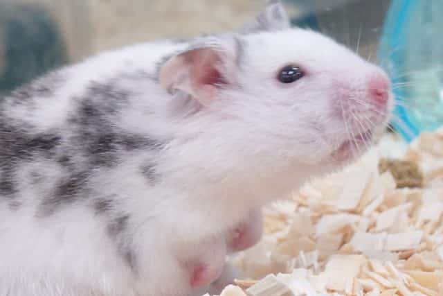 ゴールデンハムスター