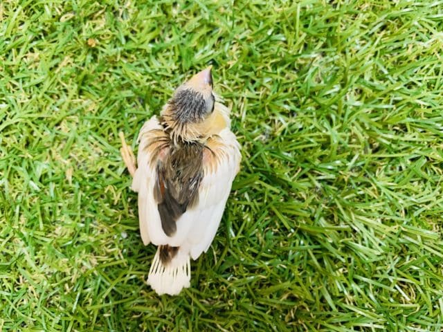 十姉妹（ジュウシマツ）