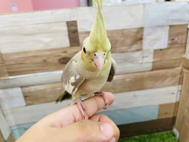 オカメインコ