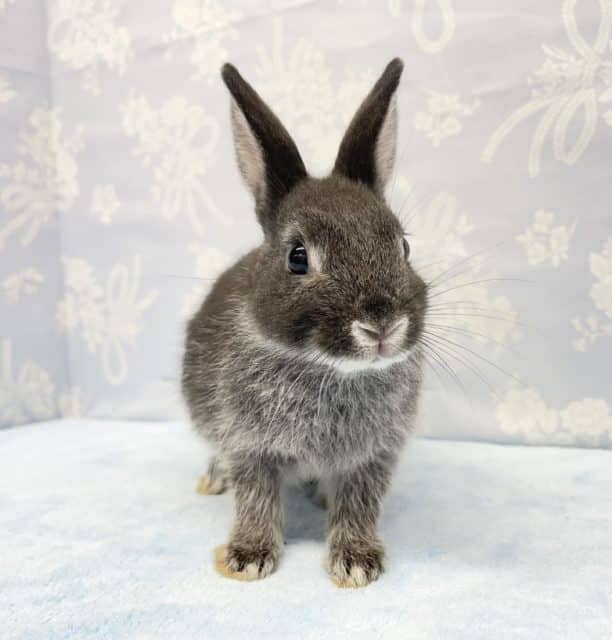 ネザーランドドワーフ