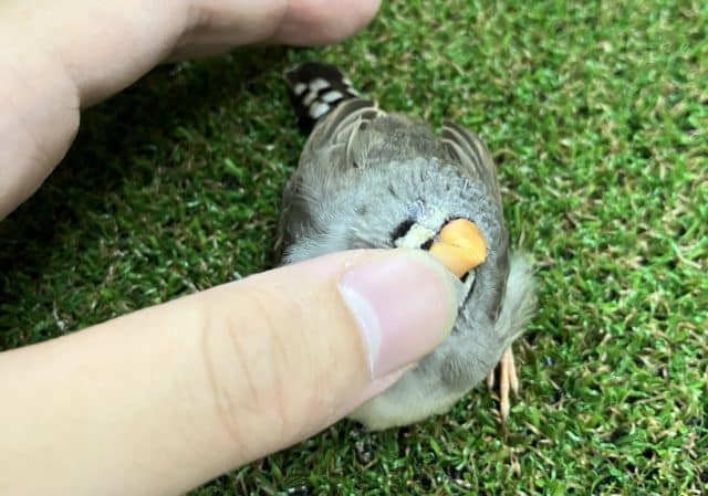 錦花鳥（キンカチョウ）