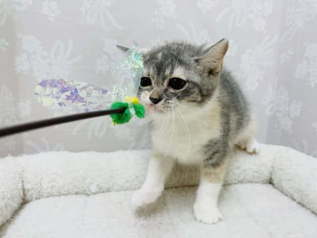 アメリカンカール