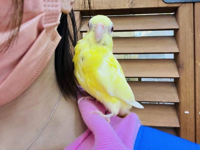 ビセイインコ（美声インコ）