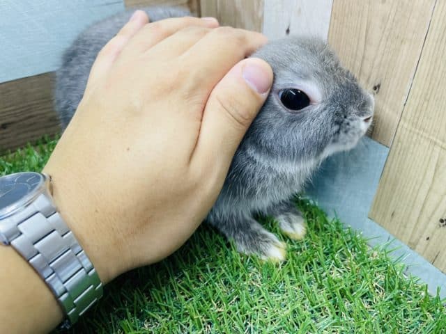 ネザーランドドワーフ