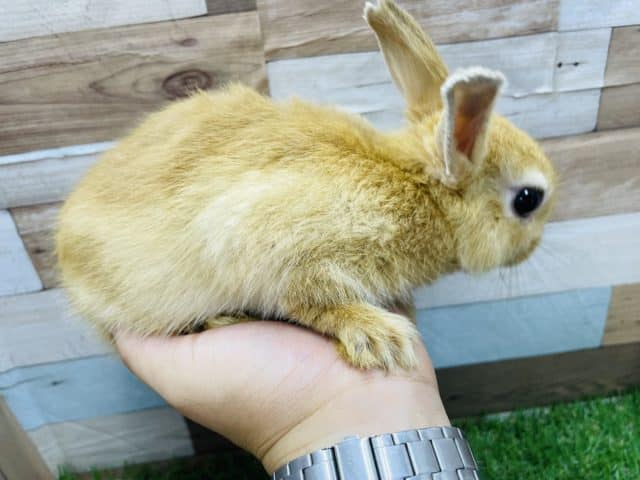 ネザーランドドワーフ