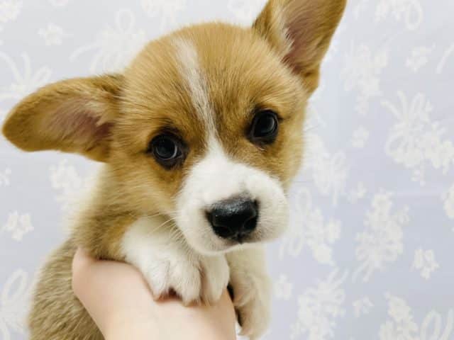 ウェルシュコーギー・ペンブローグ