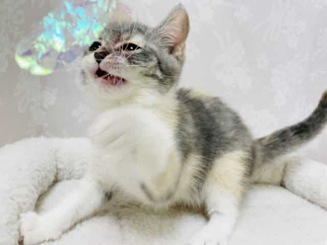 アメリカンカール