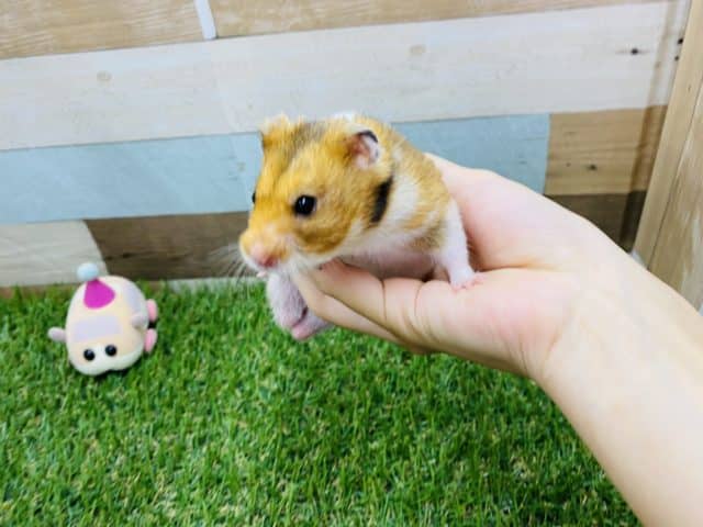 ゴールデンハムスター