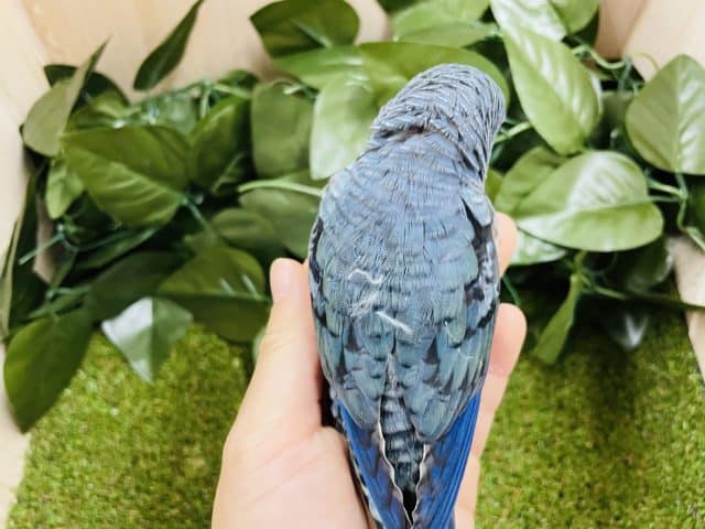 サザナミインコ