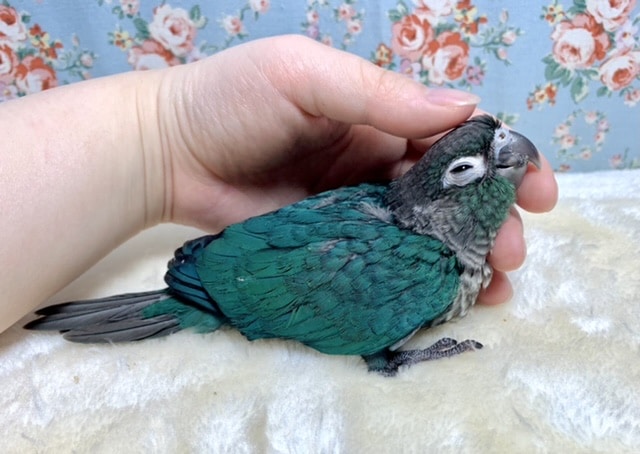 ホオミドリウロコインコ