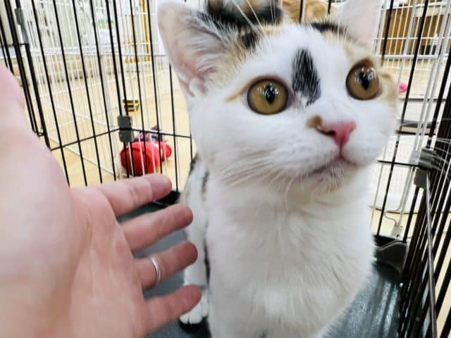 スコティッシュフォールド