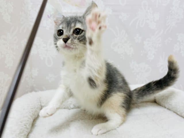 アメリカンカール