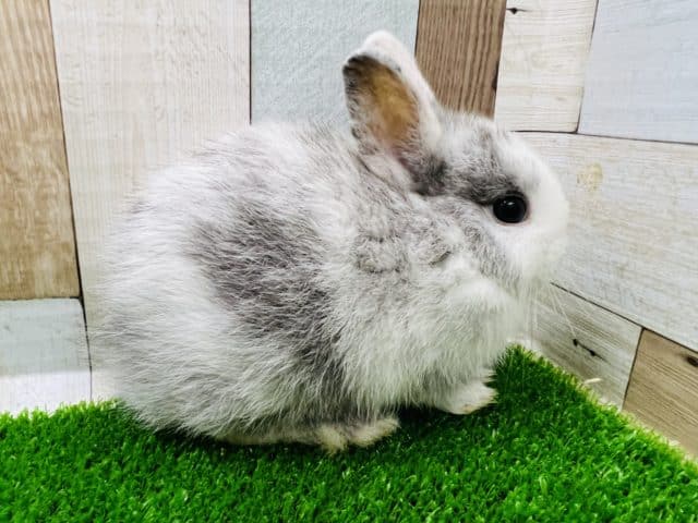 ミニウサギ