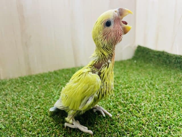 コザクラインコ（小桜インコ）