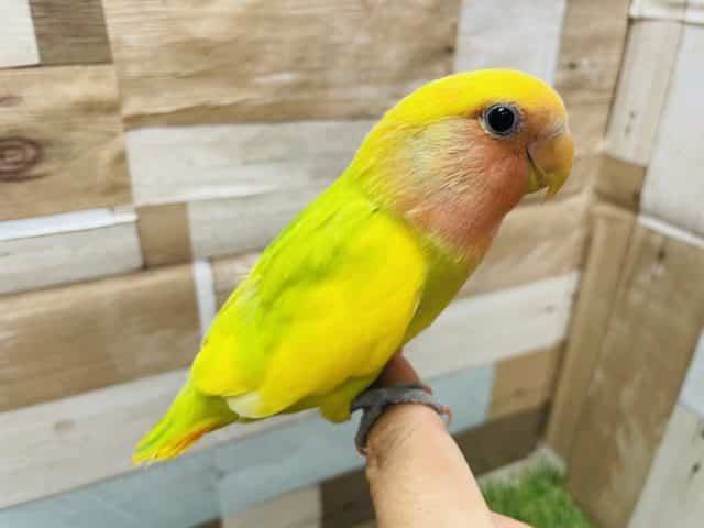 コザクラインコ（小桜インコ）