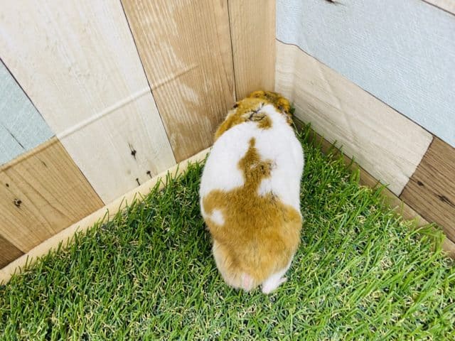 ゴールデンハムスター