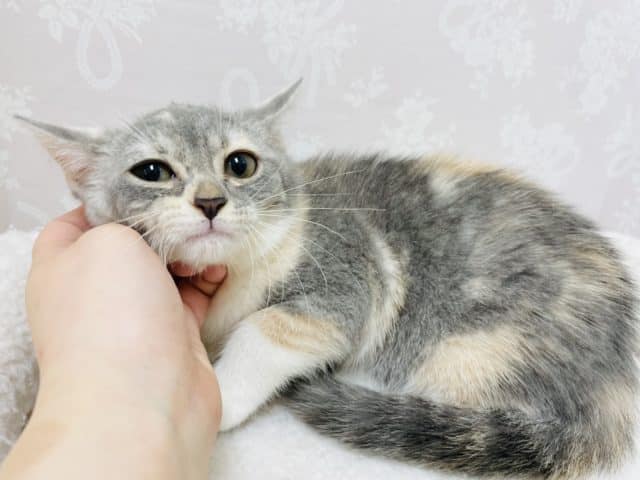 アメリカンカール