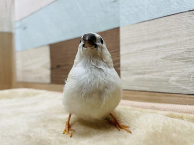 錦花鳥（キンカチョウ）