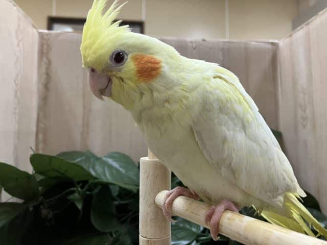 オカメインコ