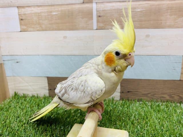 オカメインコ