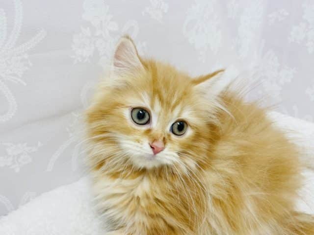 嬉しくてヨダレが……サイベリアンちゃん! サイベリアン