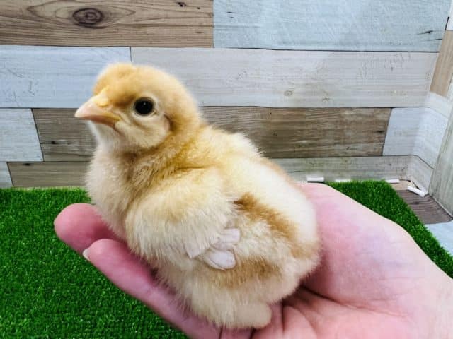 ボリスブラウン