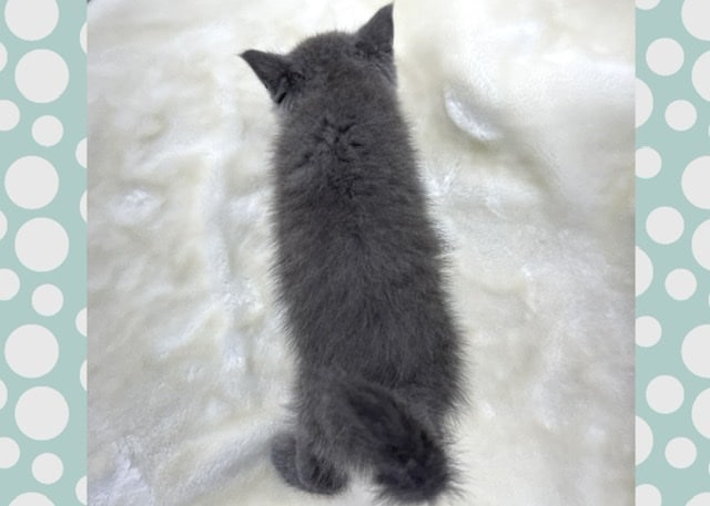 ブリティッシュショートヘア