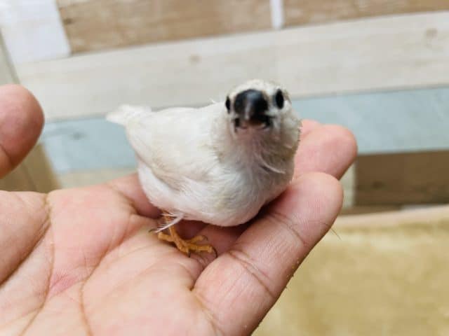 錦花鳥（キンカチョウ）