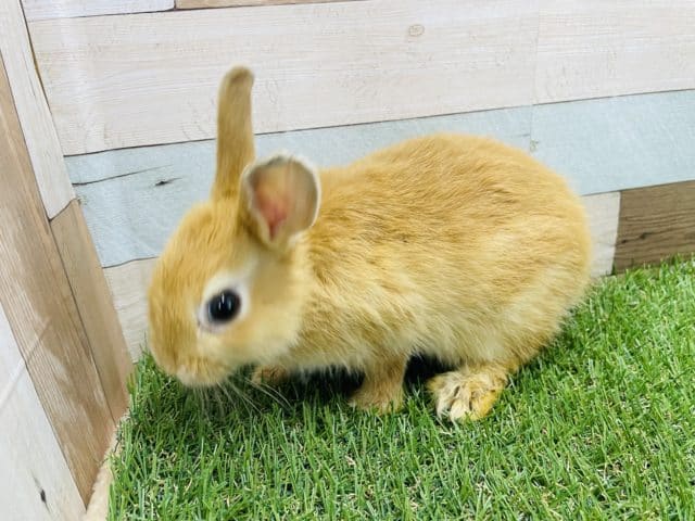 ネザーランドドワーフ